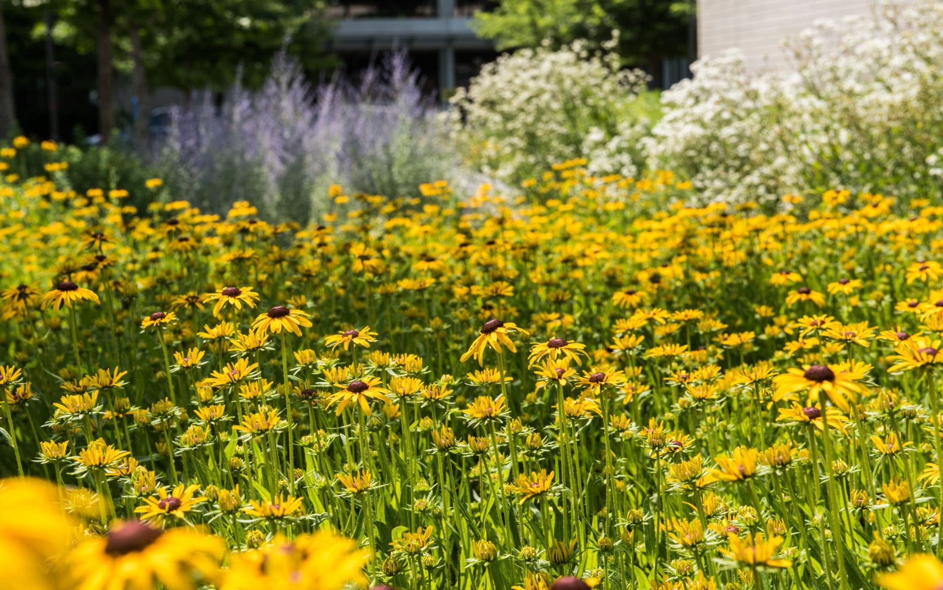 A garden of yellow, purple, and white flowers on the University of Chicago campus